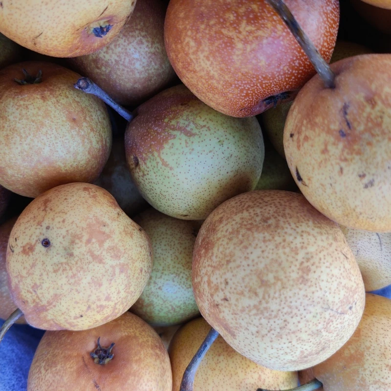 东北老品种老式尖把梨现摘现发正宗网套发货保质保顺丰包邮