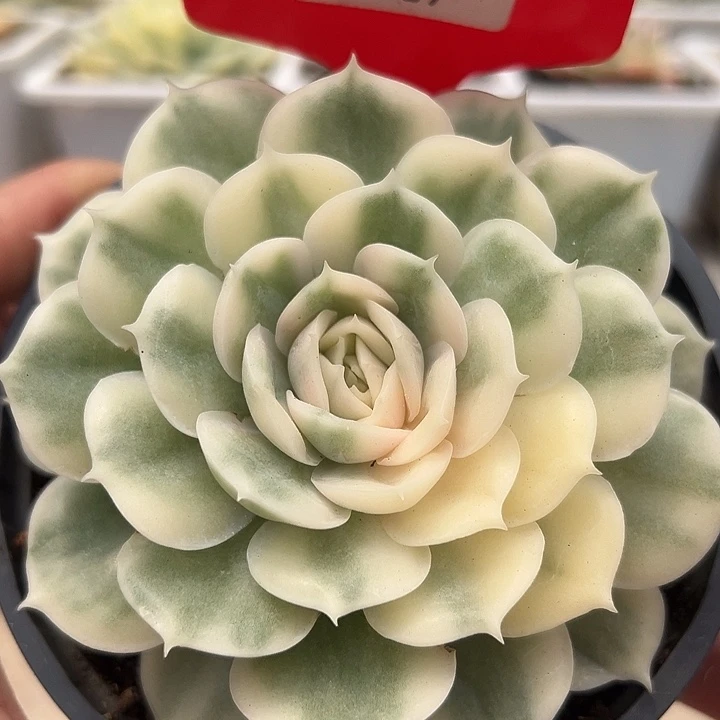 5037号谙斯诺锦多肉