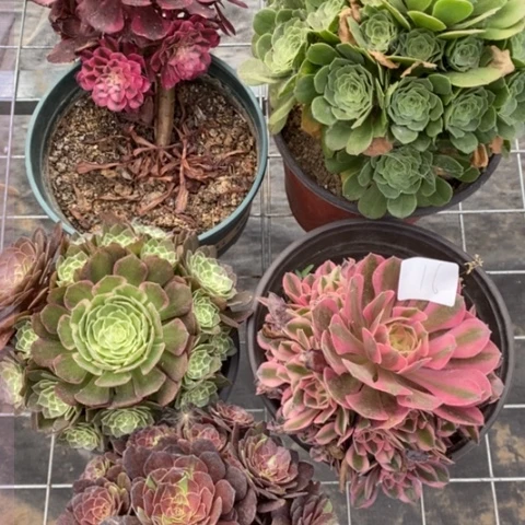 多肉植物组合拼盘16