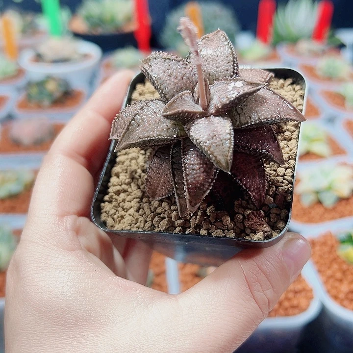 银狼珠十二卷多肉