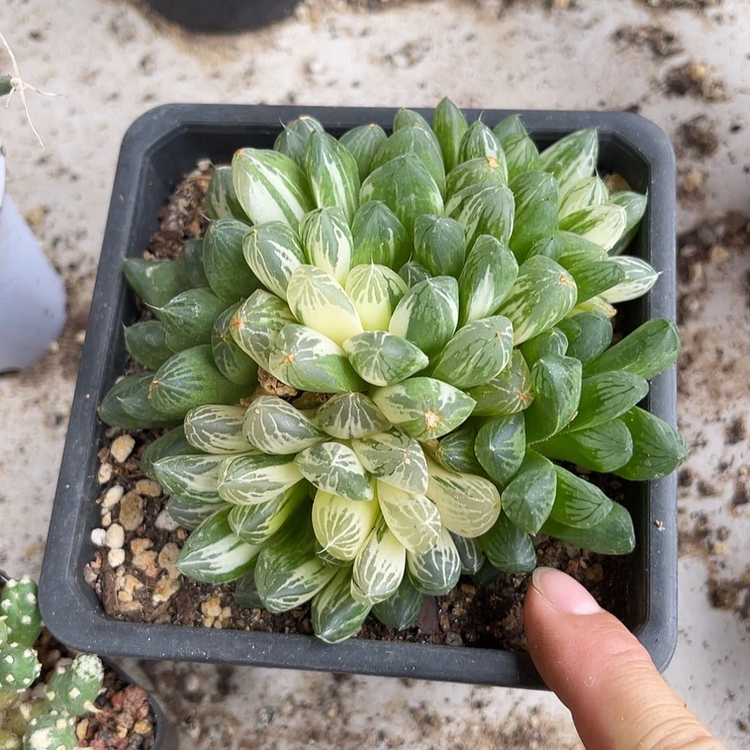 苏锦大群一物一拍