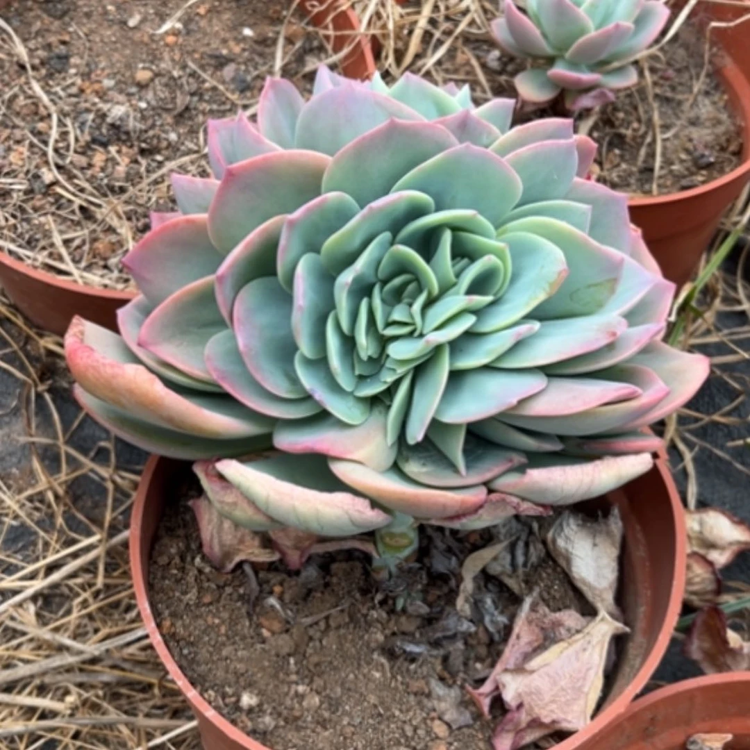 【闪购商品】飞*?白凤