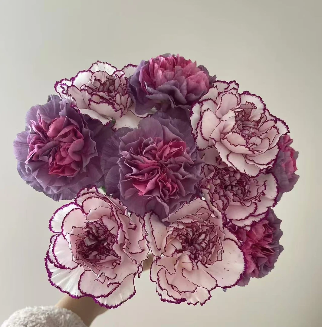 鲜花【野马+紫精灵】同地址两单以上顺丰包邮送货上门+送配草1扎