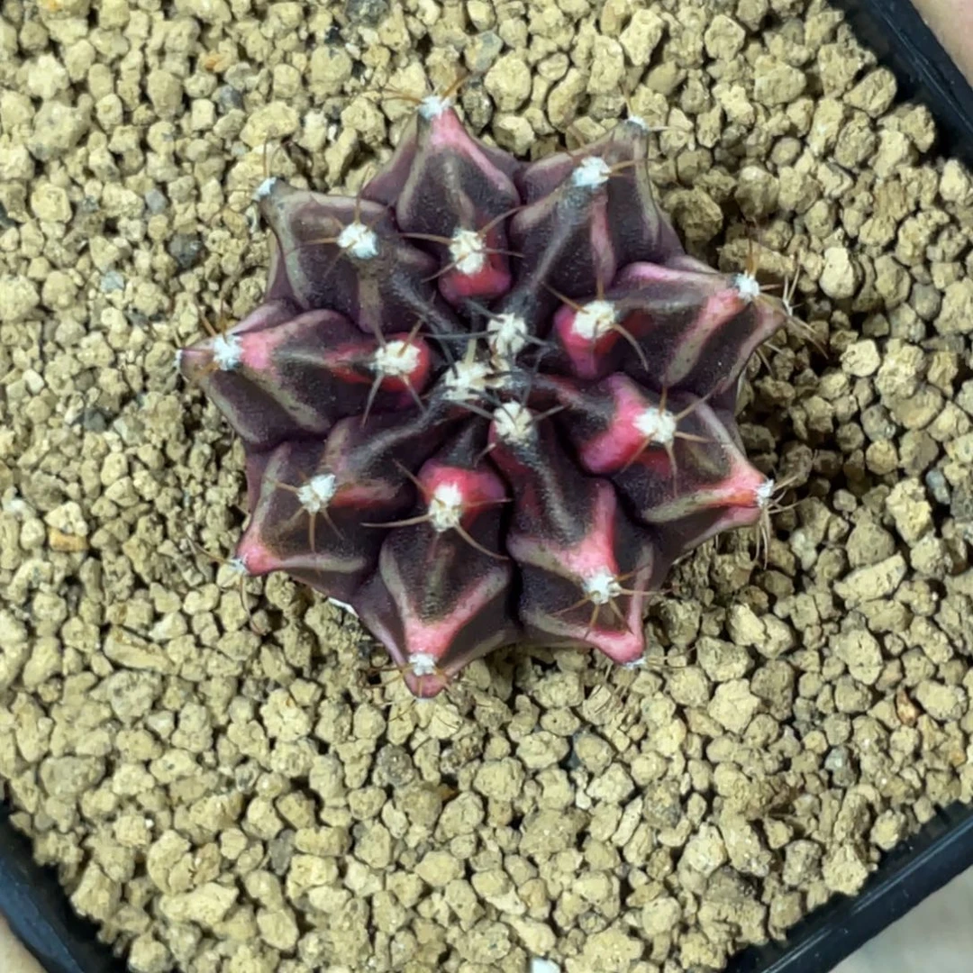 当前无花朵，栽培后可花朵黑红V背锦