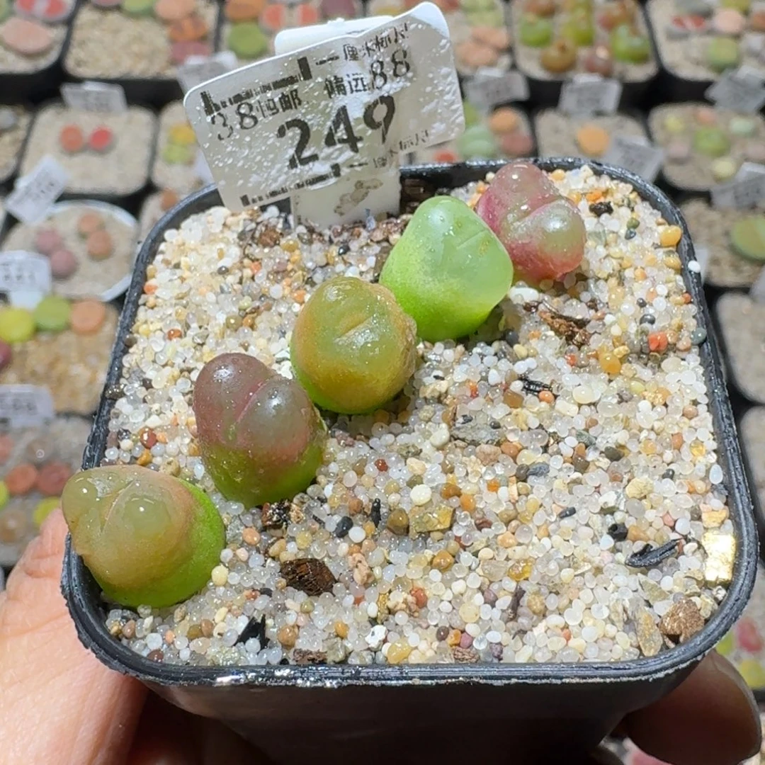 Sss精品清货价249