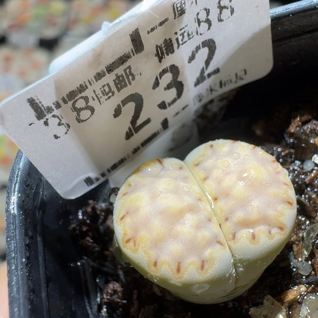 Sss便宜清了便宜232