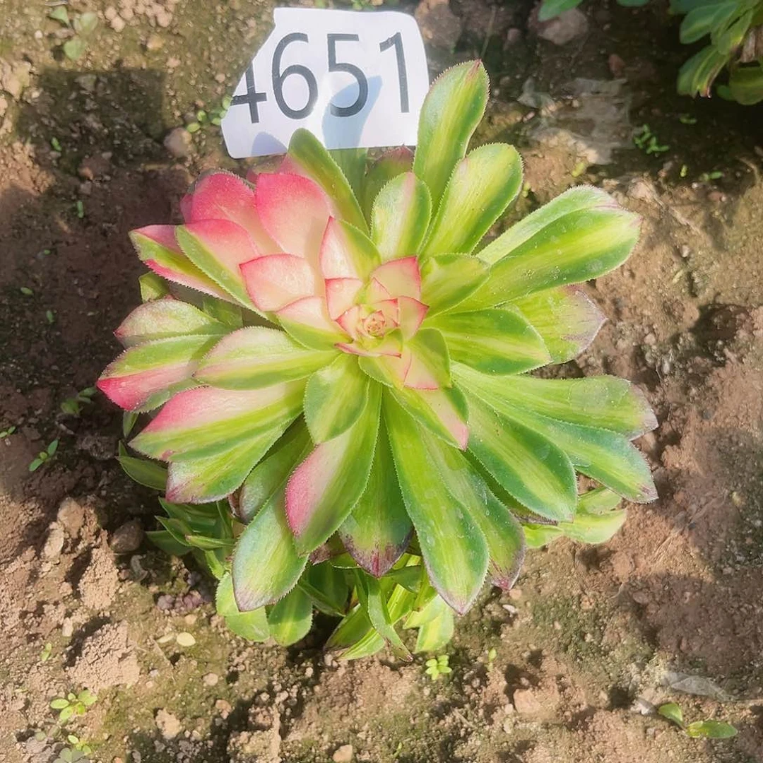 4651知否多肉植物