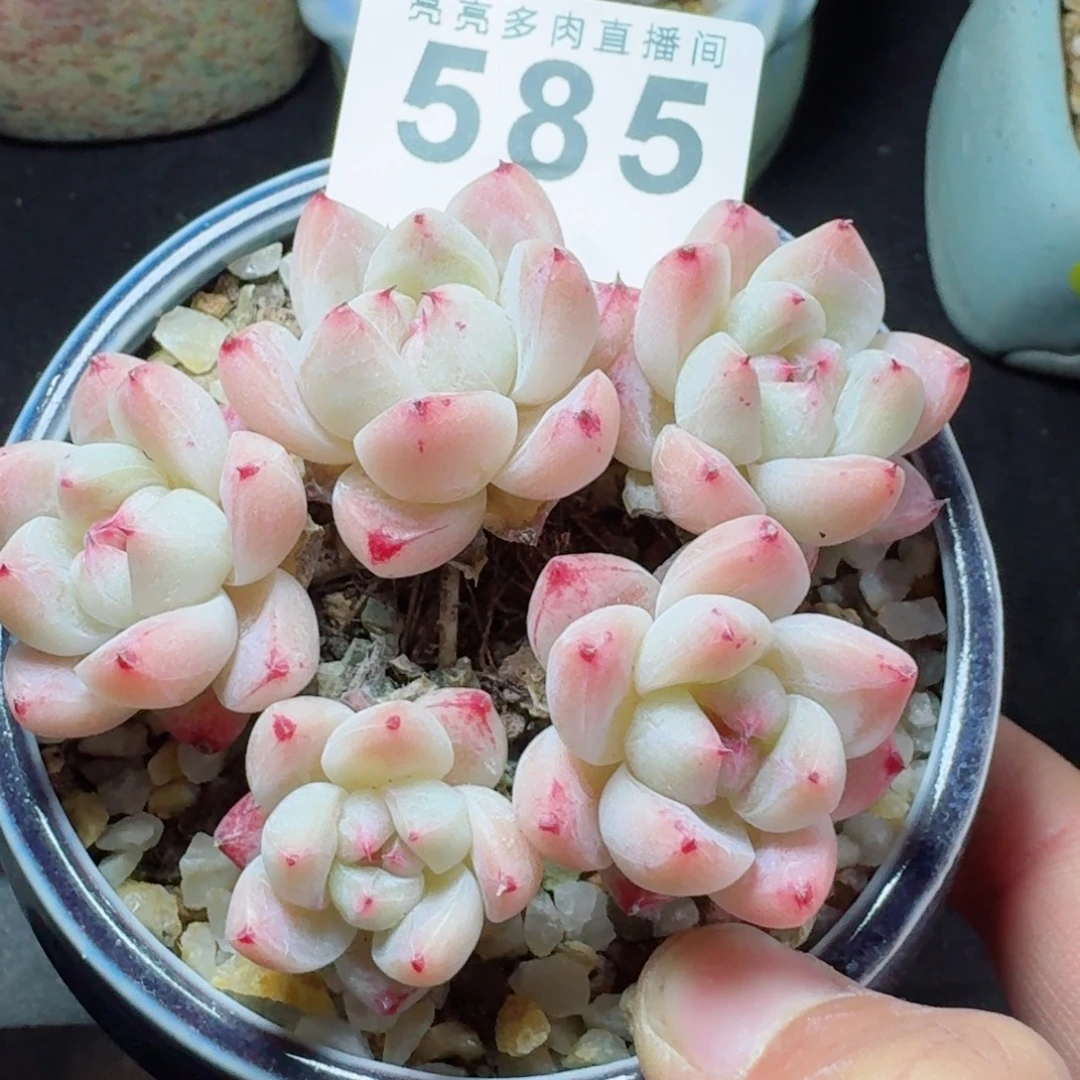 白底佳人      愿你一路坦途，乘风破浪展宏图