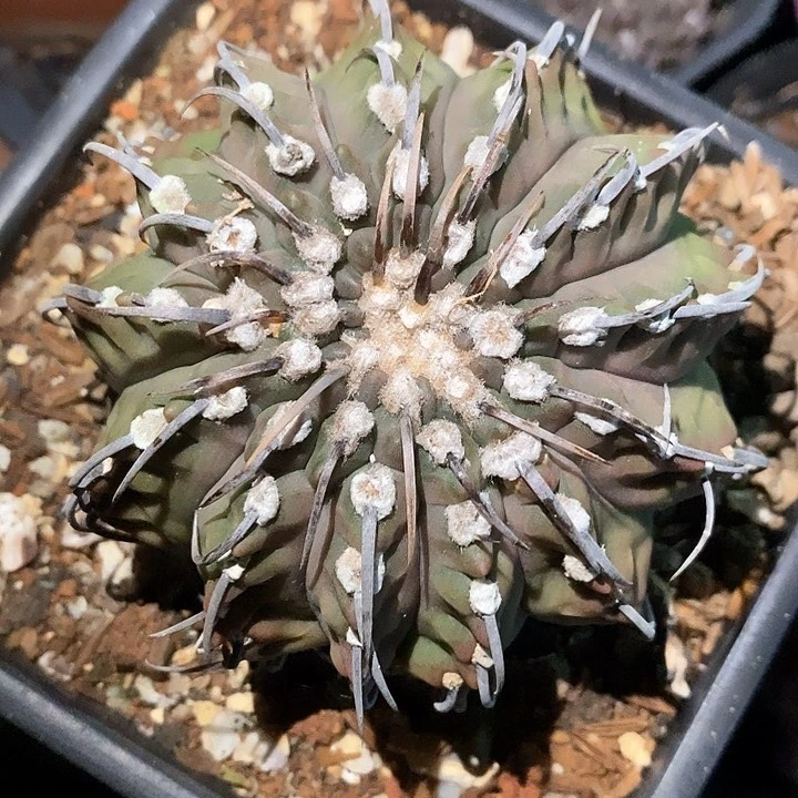 孤品实生沧桑老一本刺微微瑕8.3cm