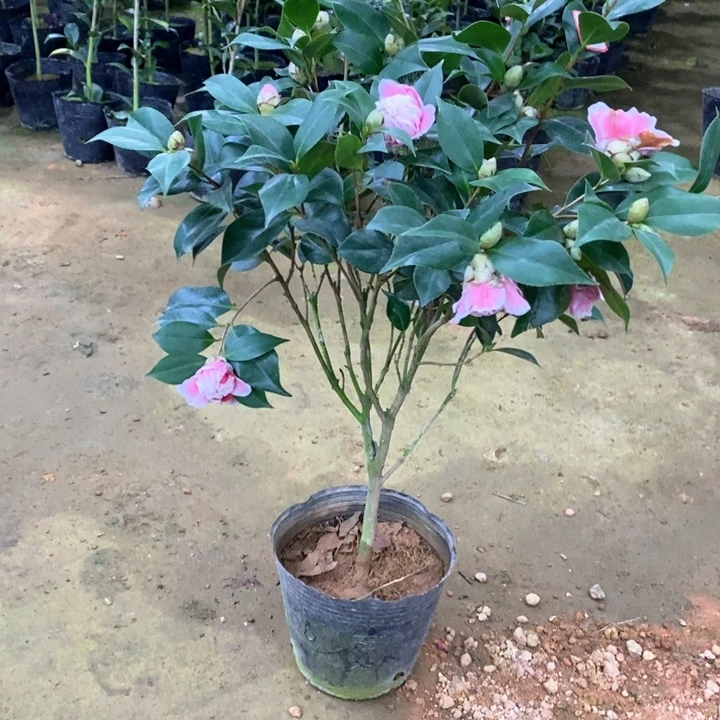 托桂五色。一物一拍