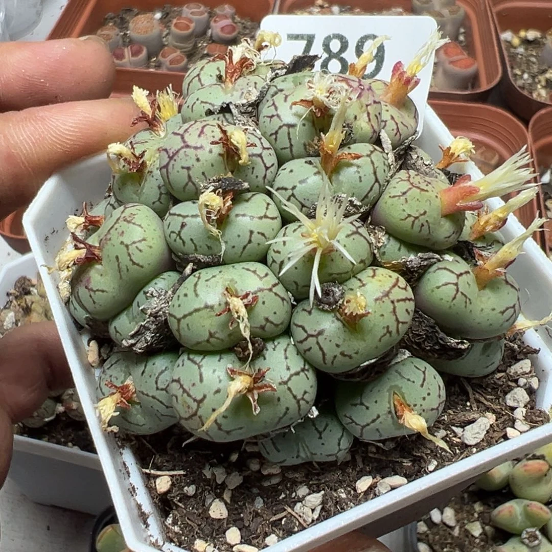 【闪购商品】789。