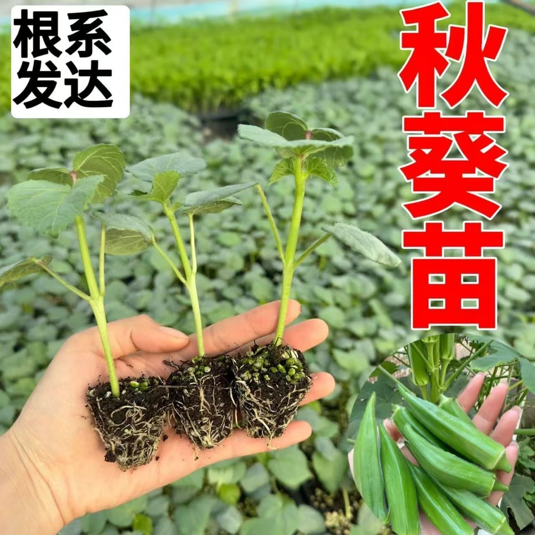 【寿光速发】秋葵种苗大全蔬菜苗蔬菜之乡送赠品