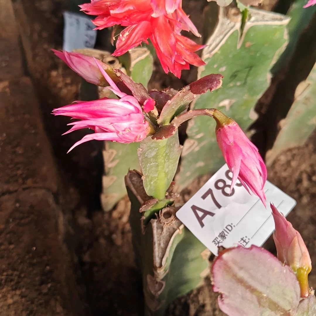 057粉重瓣双色脱土易掉苞芽789