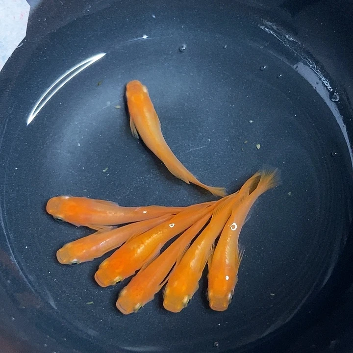 海星银耀牡丹6➕1被损
