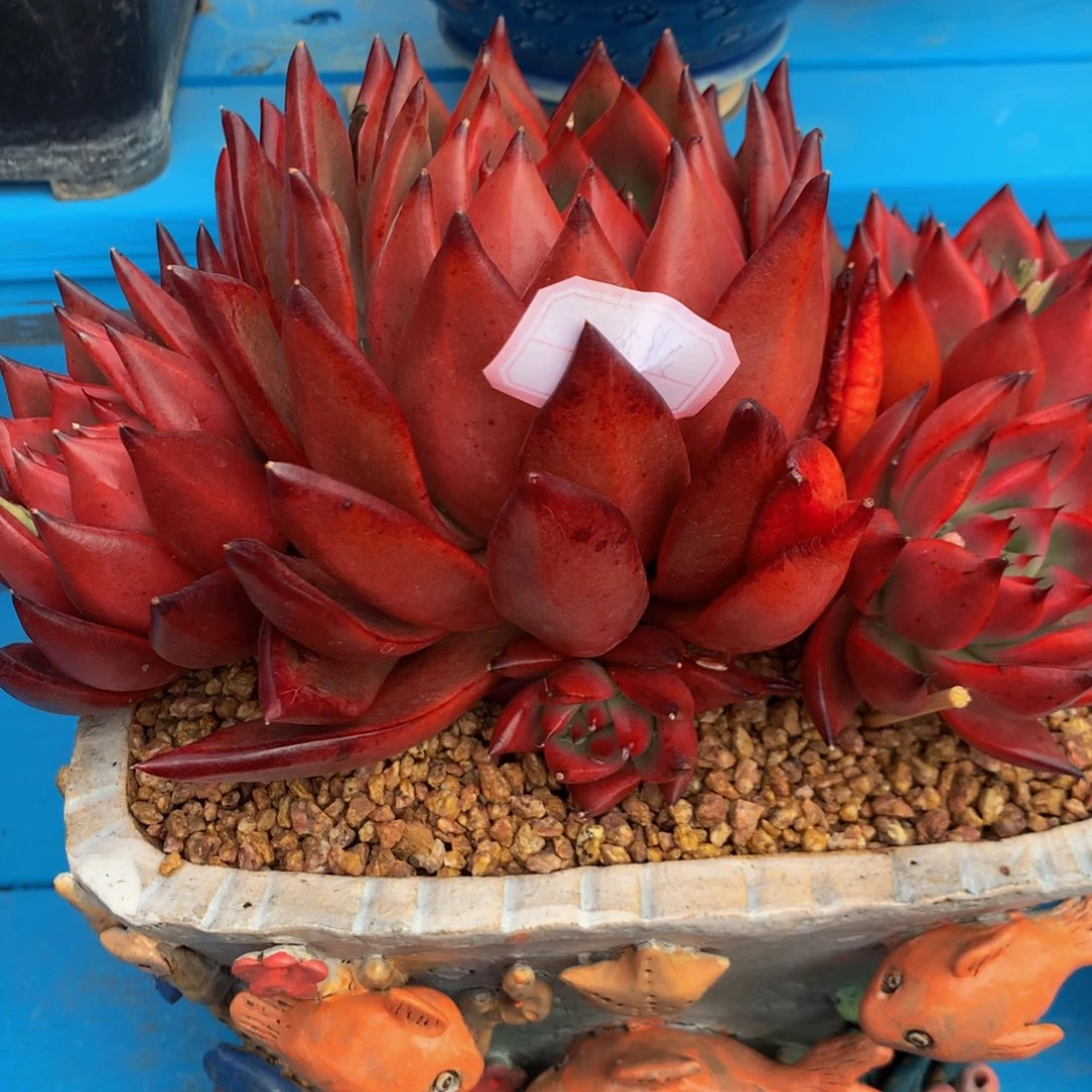 深***?超级弗兰克1111111