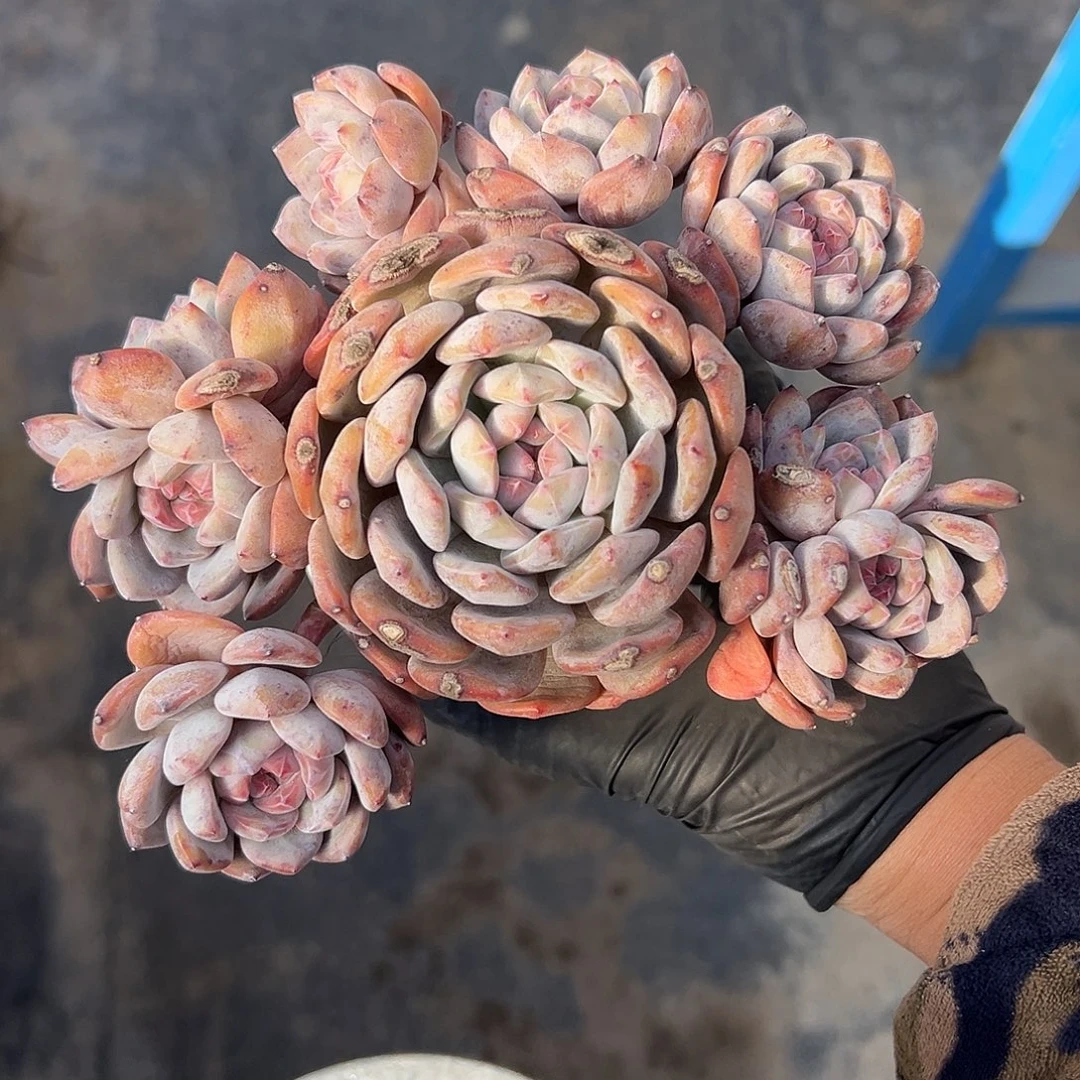 9头大星影带盆发000000