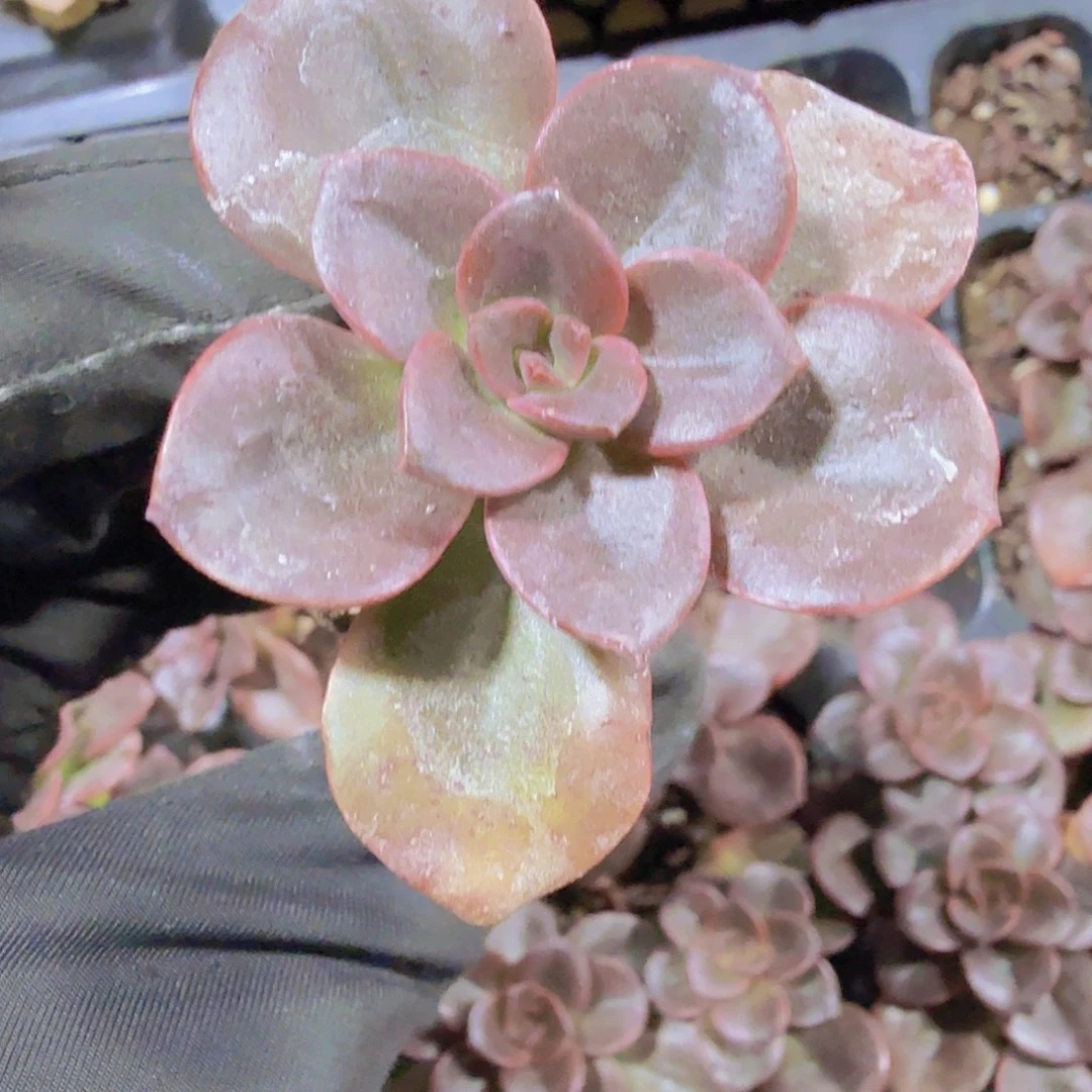 完全开放精品巧克力一米一颗