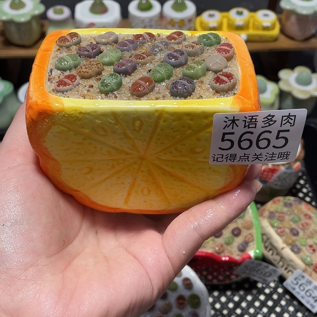 带盆土植物 一物一拍5665