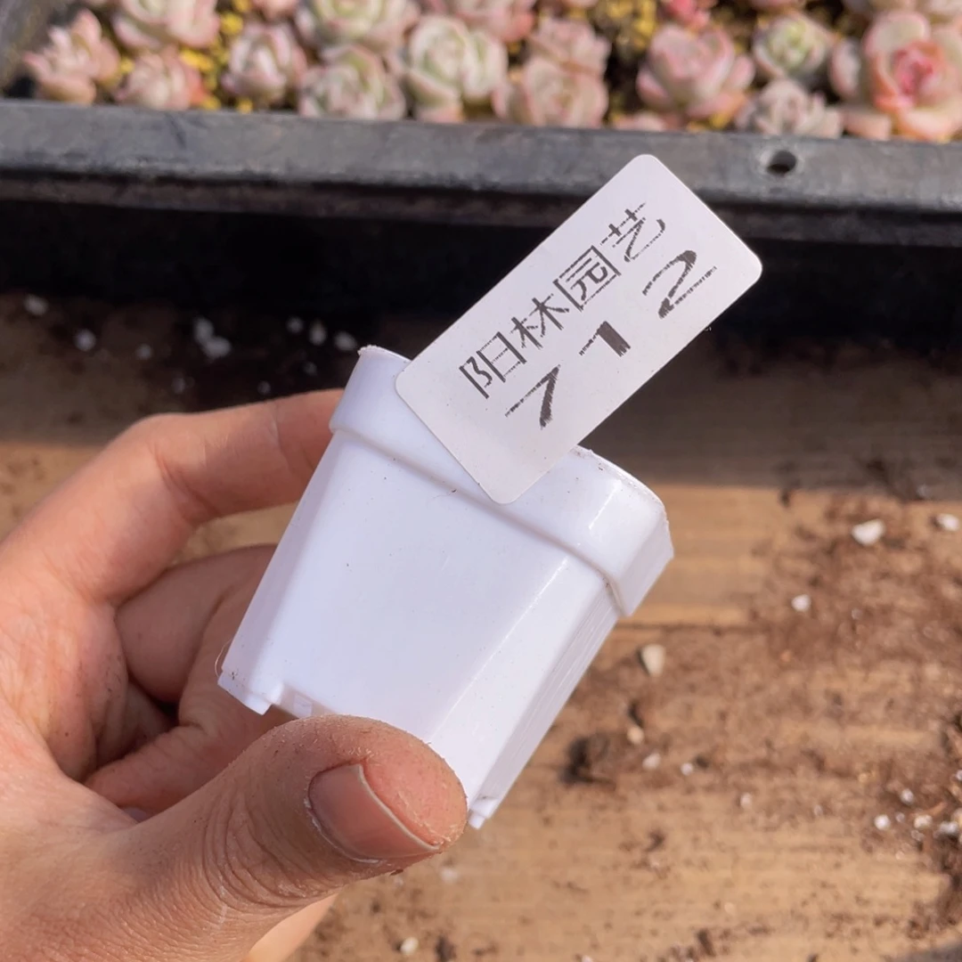 老****猫4公分小白方100个712