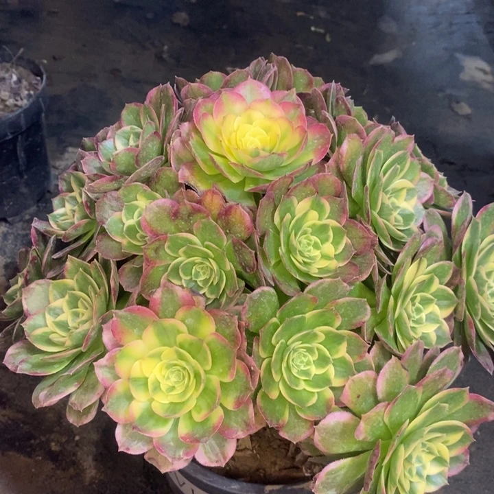 海王多肉植物23。