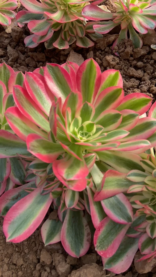 粉女巫小手捧多肉植物法师