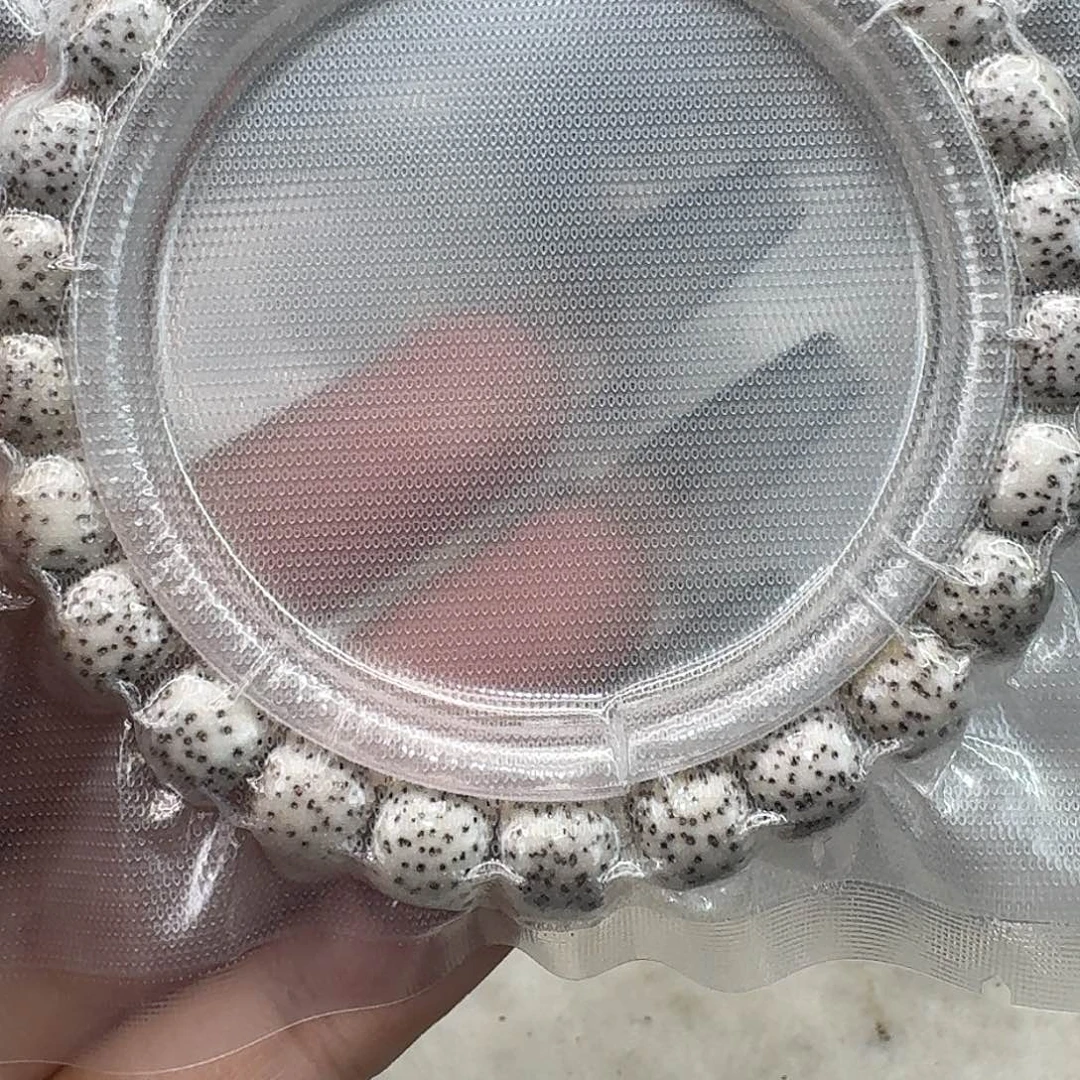 星月菩提手串70入门原生态原脂白98