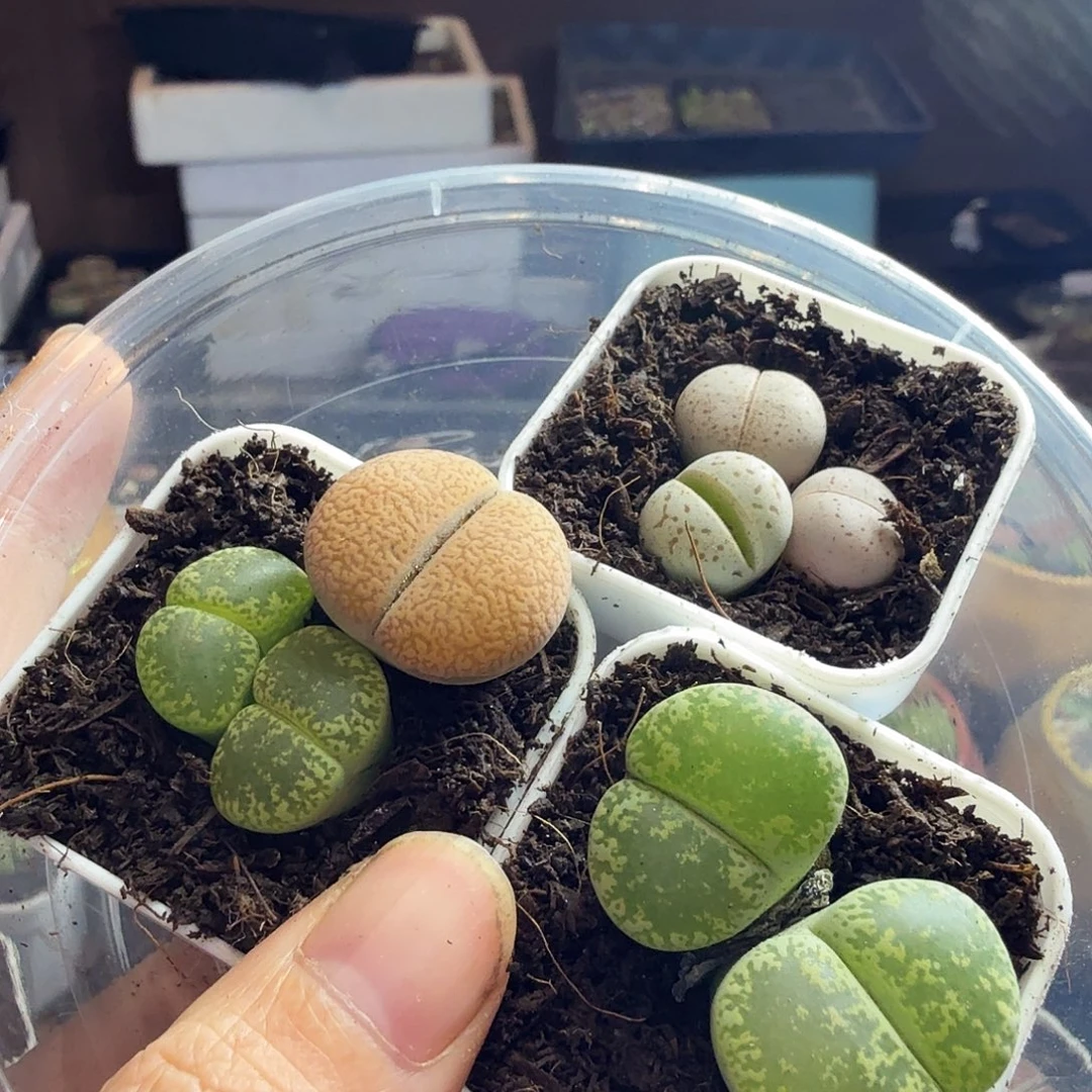 小***妈多肉葡萄的季节性好149