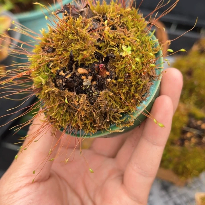 山野草草静山野草