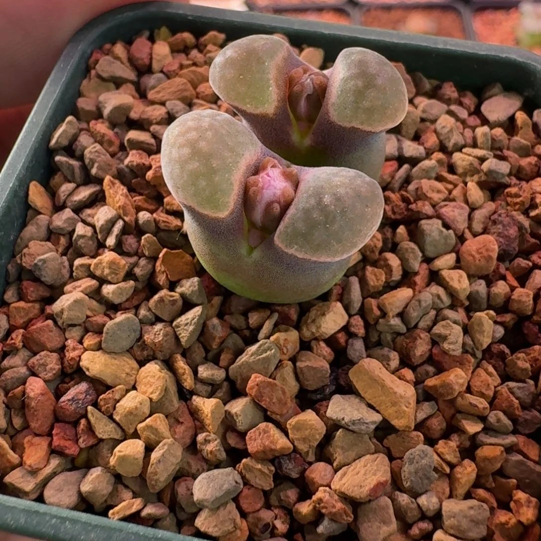 云缦精品番杏1.8 矮墩体雪花磁铁