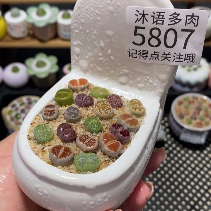 带盆土植物 一物一拍5807