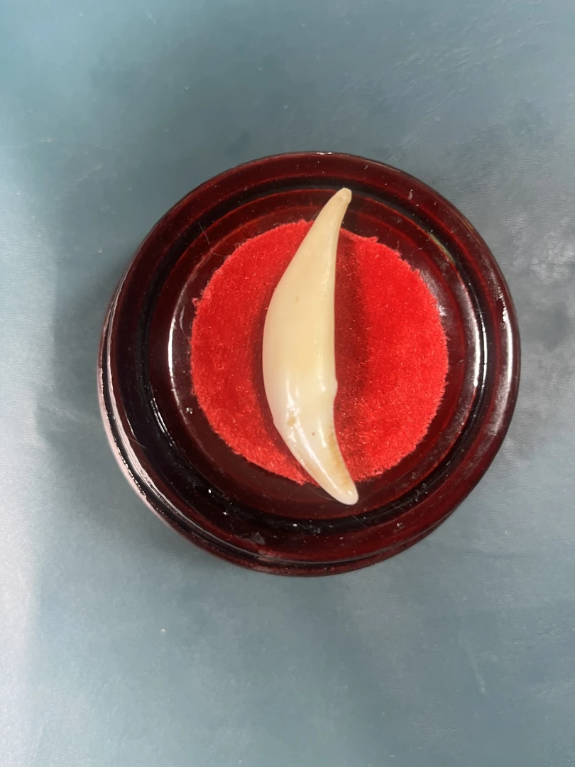 只买单纯的吊坠，没带链子，属的性质。吊坠 牙牙乐精品吊坠