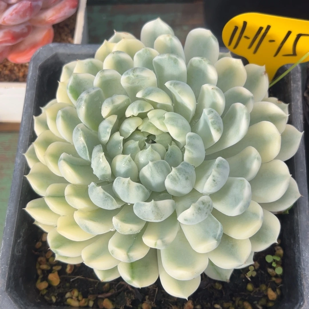 11-11-15香草月影锦多肉植物