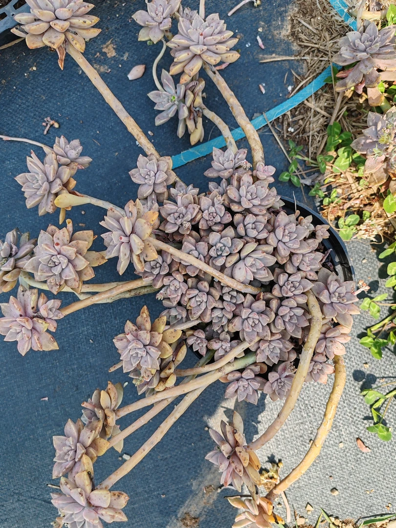 盆栽老桩飘枝阿伦陪（一单包邮）