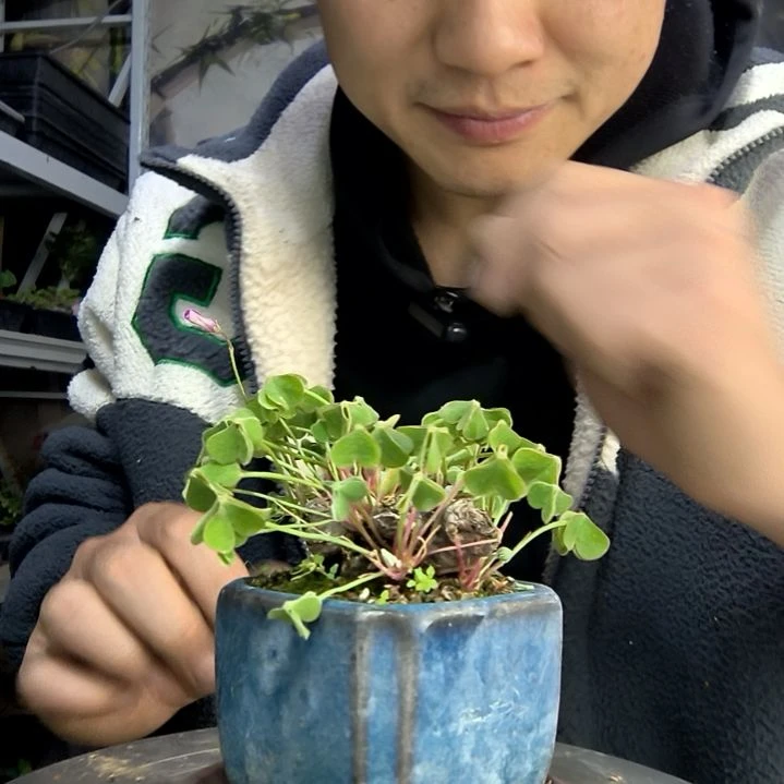 ?****皱中青园艺一物一拍160