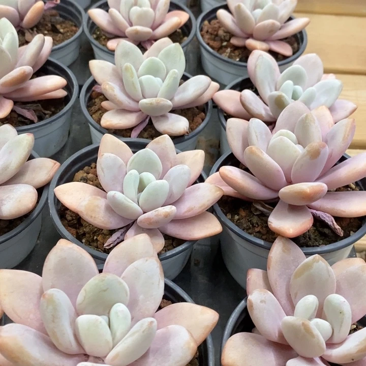 27。粉兔单头。福利多多