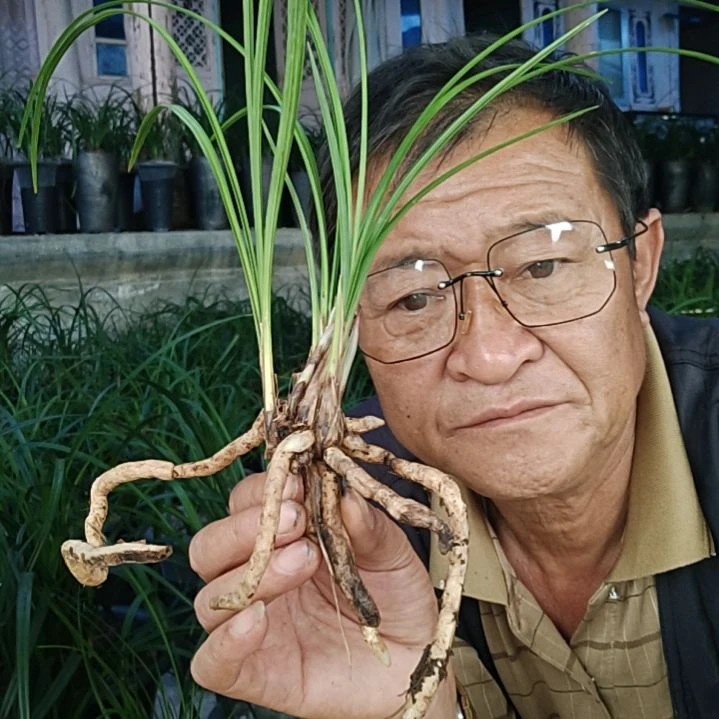 莲瓣兰的品种心心相印