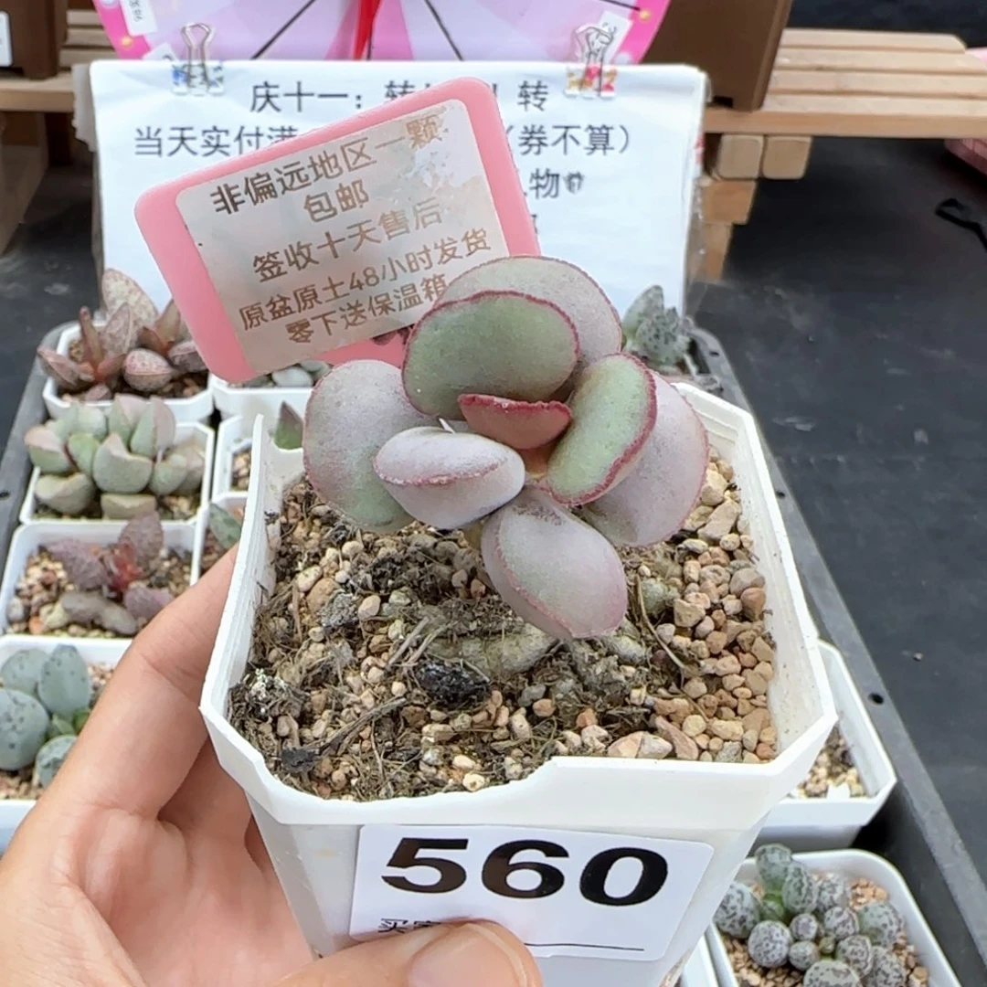 焦*560白肌红蛋多肉