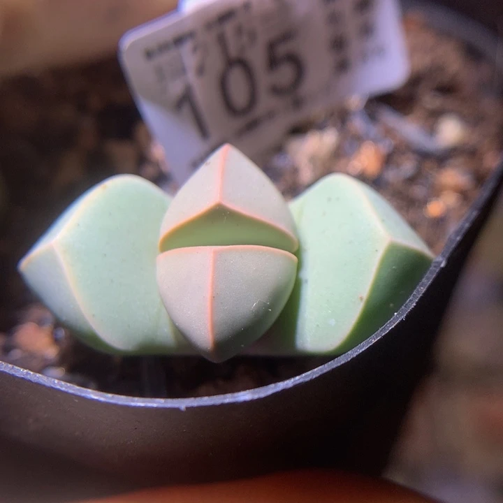 精品生石花215.105