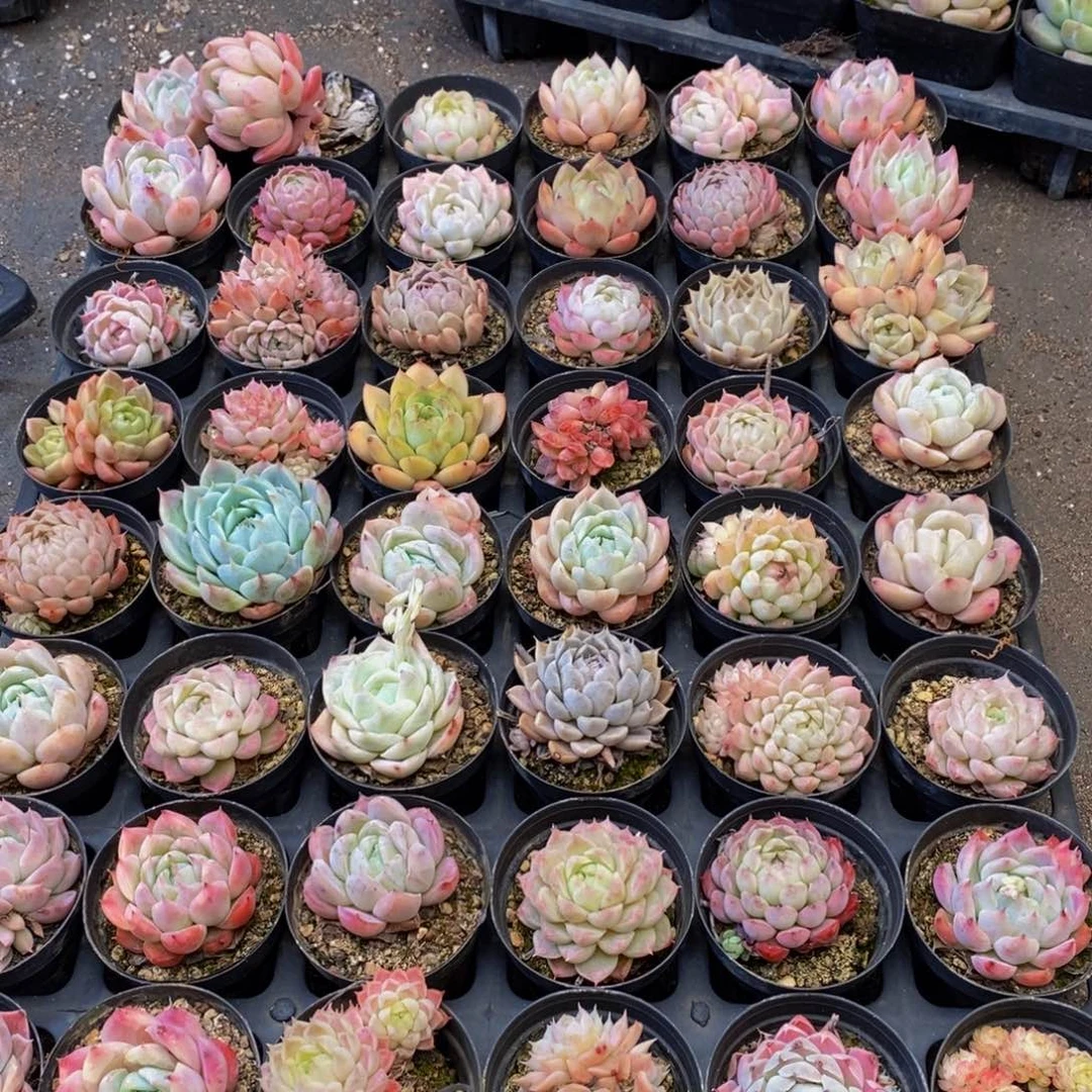 085的人生态度就是这样一