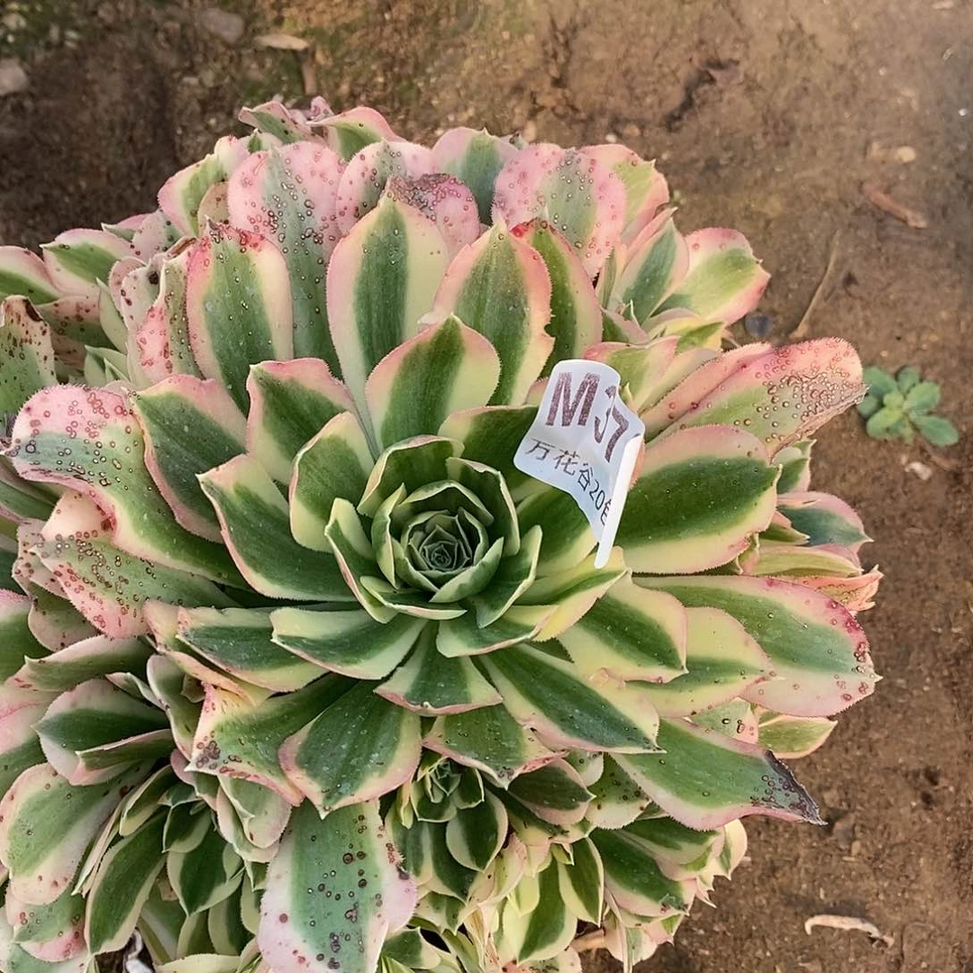 373白凤多肉植物