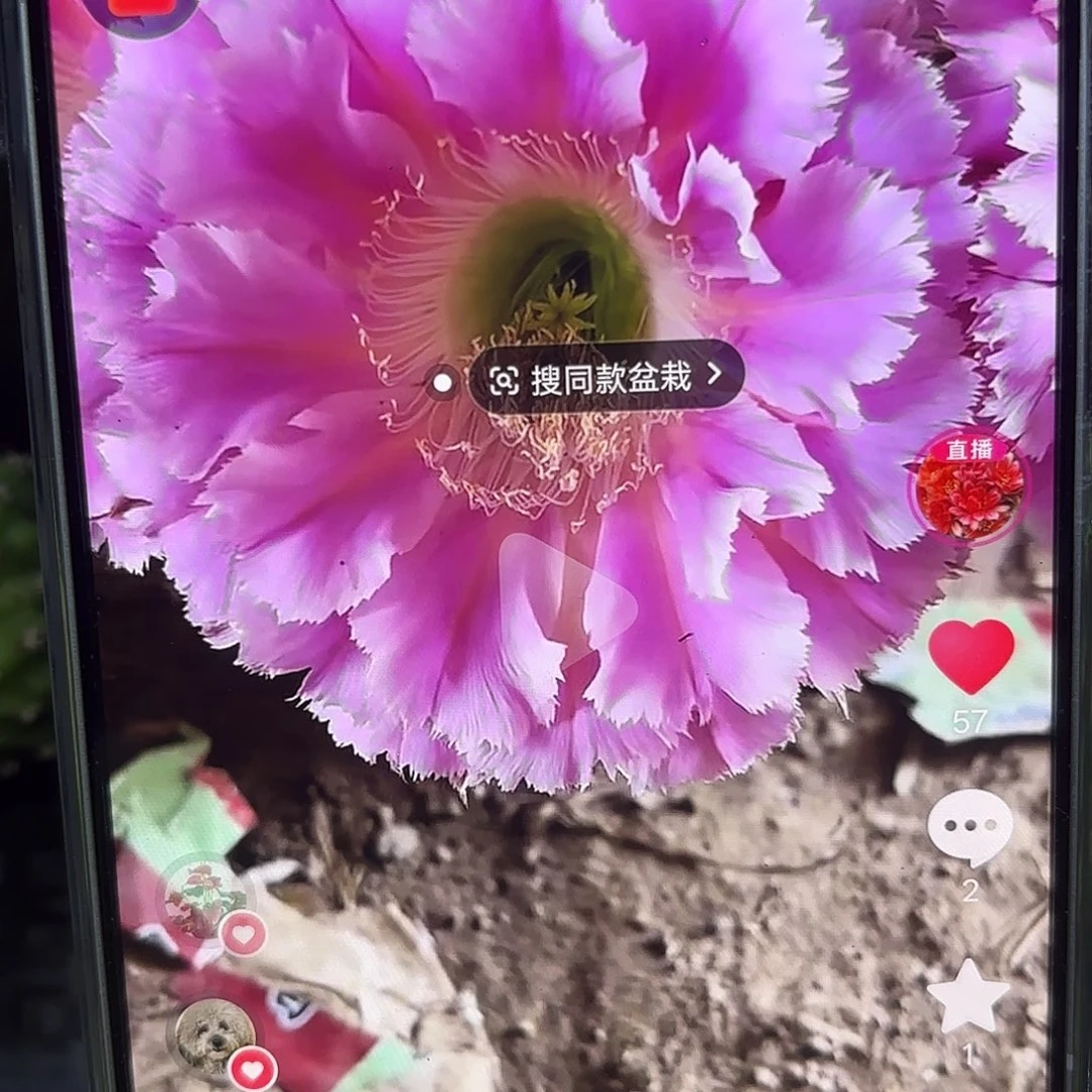云端彩侧牙20包邮仙人球22