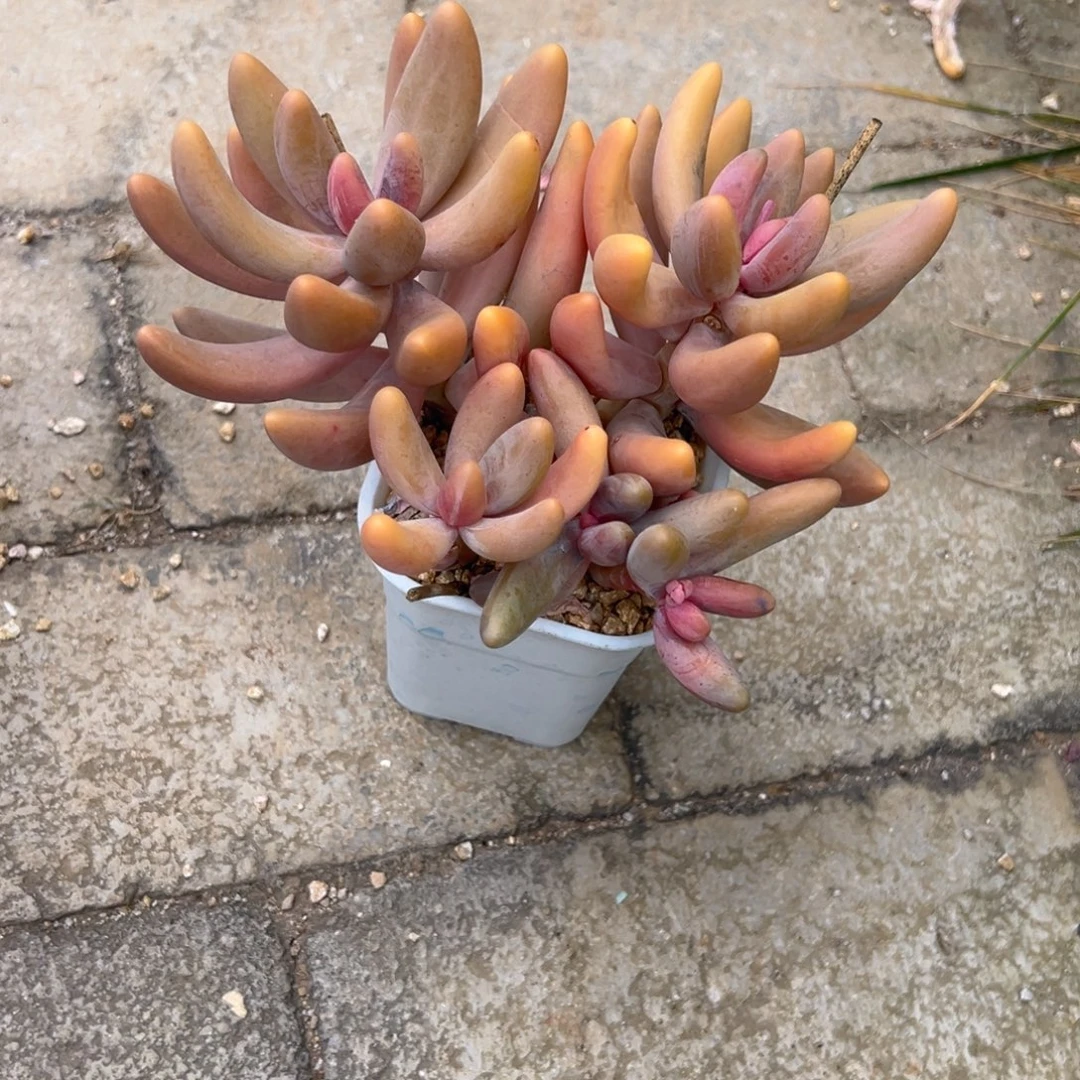 依***依红手指多肉一物一拍多肉