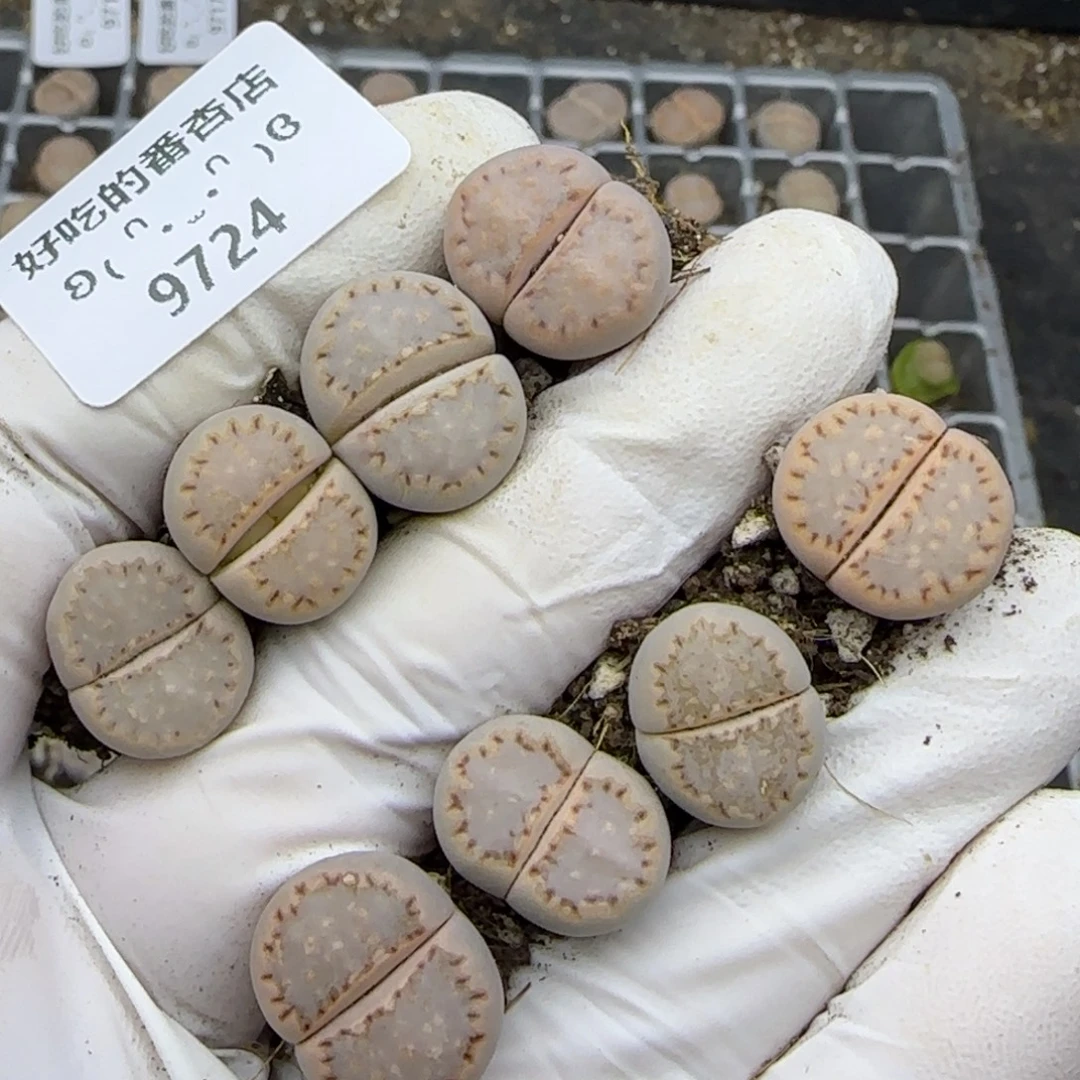 9724。c24。饼干。。。。。