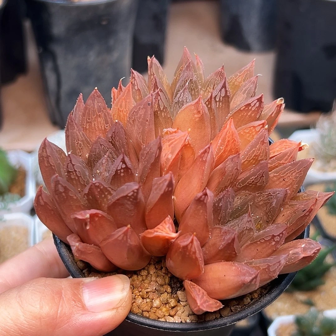 红玉露一盆一盆的