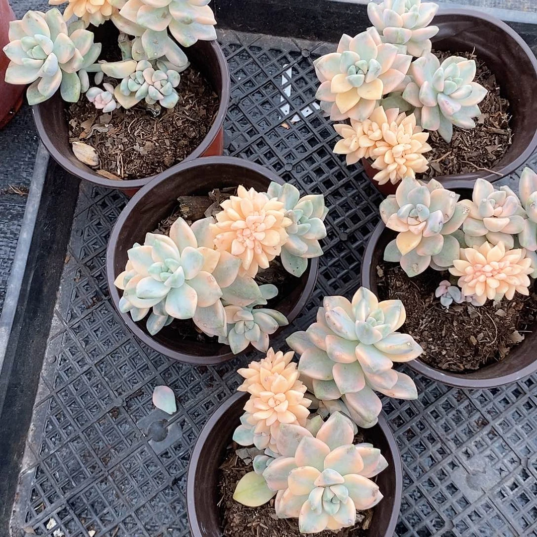 美杏锦缀化1颗多肉植物