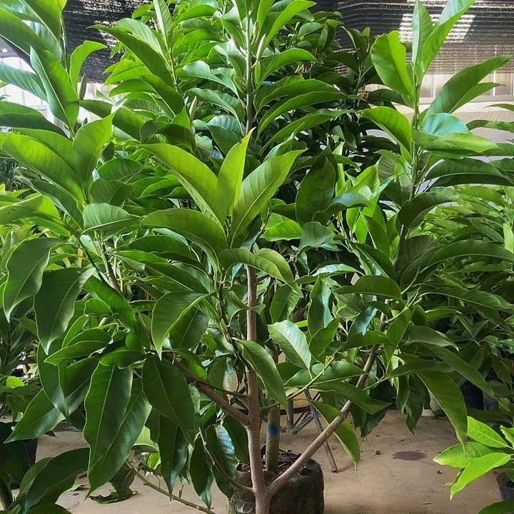 完全开放白兰花80价位