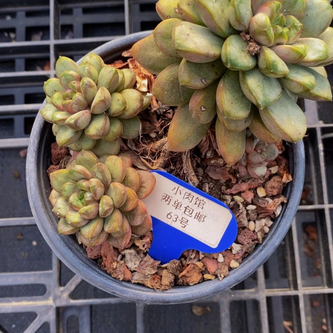 63-精品母本葡萄一个