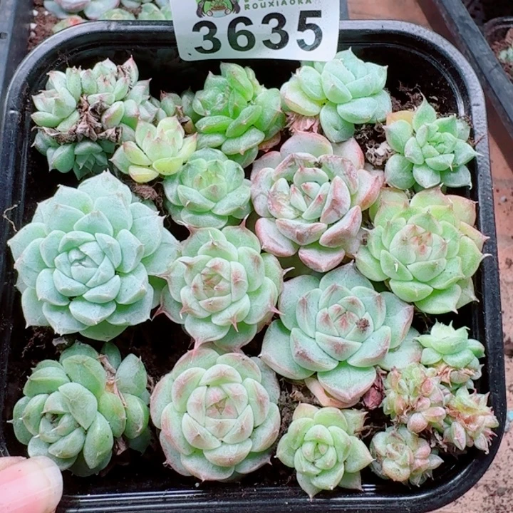 多肉植物多肉植物