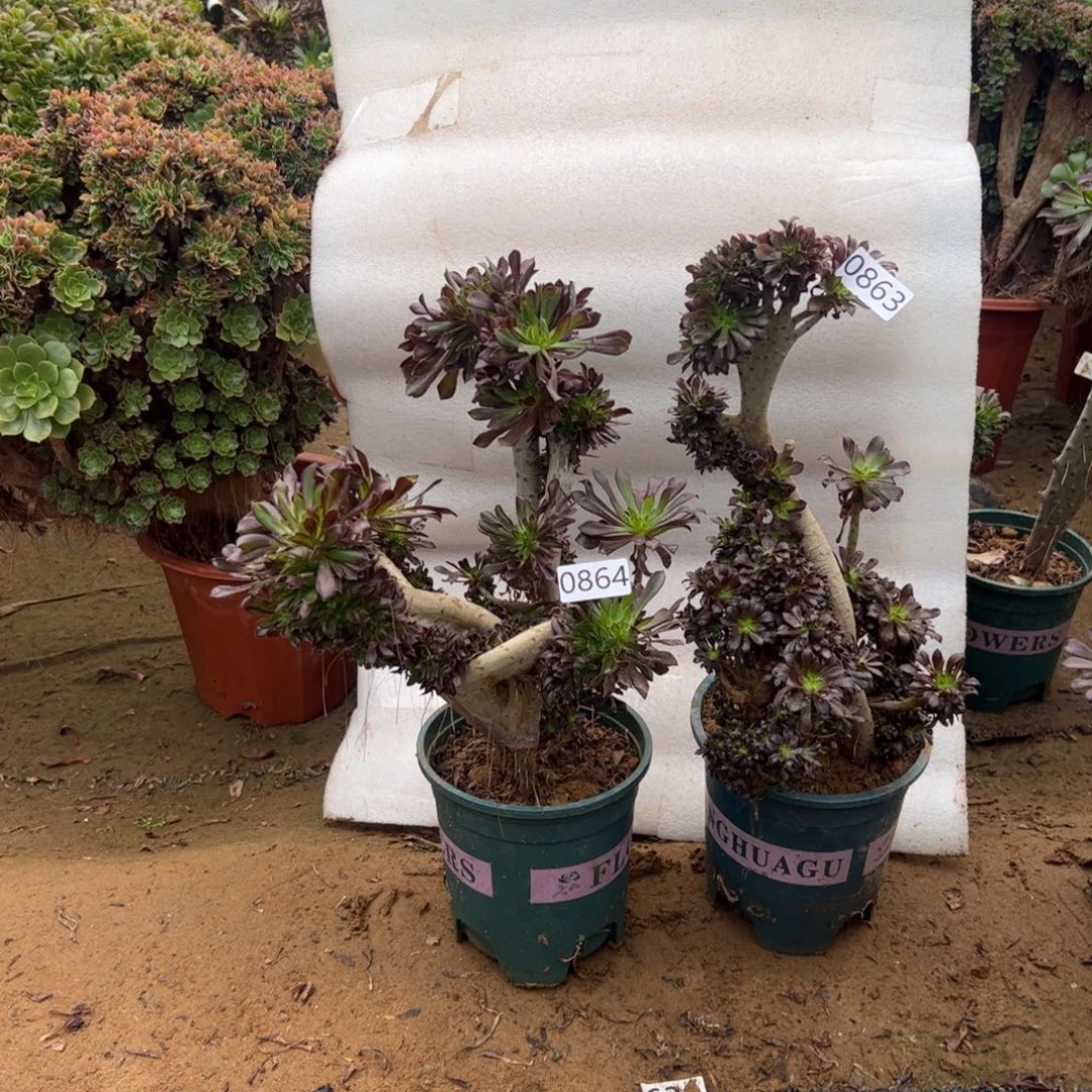 伤多两颗黑缀863.864