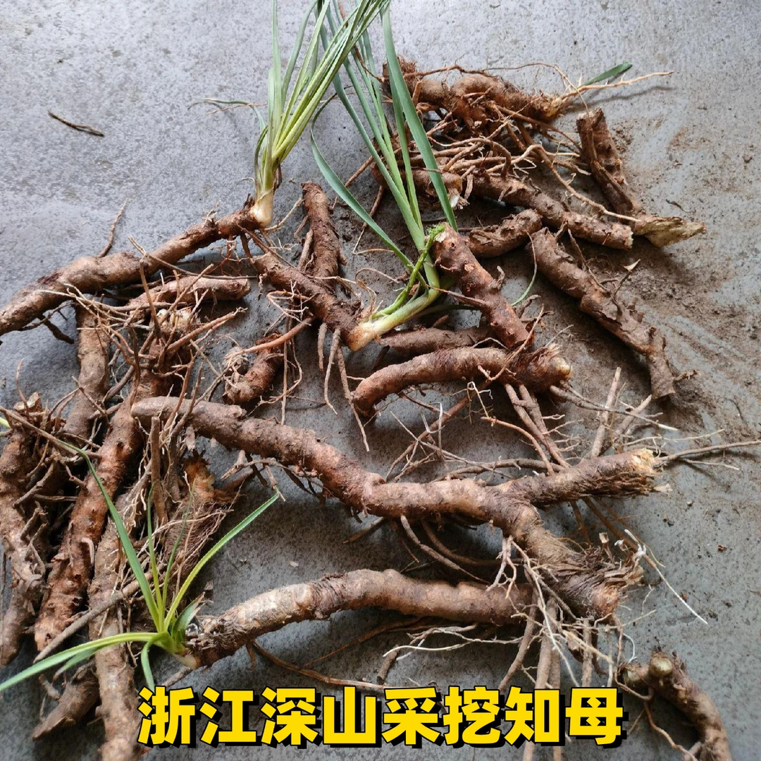 知母浙江地道知母深山采挖知母肉去皮洗干净无杂质无硫自然晒干